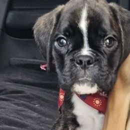 Ted - Brindle Boxer puppy in Lafayette, Tennessee from Silver Rain
