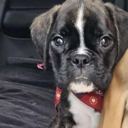 Ted - Brindle Boxer puppy in Lafayette, Tennessee from Silver Rain