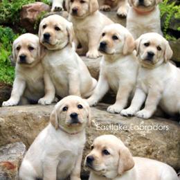 Labrador Retrievers from Eastlake Labradors