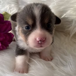 American Corgi and Pembroke Welsh Corgi Puppies from Folly Acres Corgis
