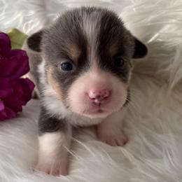 American Corgi and Pembroke Welsh Corgi Puppies from Folly Acres Corgis