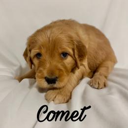 Comet: Medium Goldendoodle, Male, Ready Jan 19 - Apricot male Goldendoodle puppy in Johns Island, South Carolina from Golden Doodlebugs