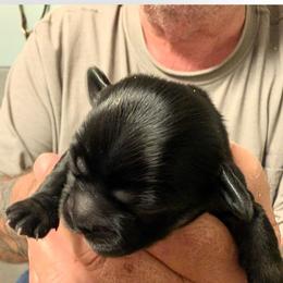 Merlin - Black male Lhasa Apso puppy in Fort Worth, Texas from Cynthia's Lhasa Apsos