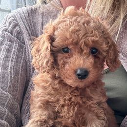 Pink Girl - Red  female Goldendoodle puppy in Spring Branch, Texas from Texas Hill Country Doodles