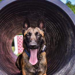 Gator - Belgian Malinois