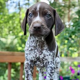 Prince Charming - Liver and white male German Shorthaired Pointer puppy in North Branch, Minnesota from Chrishelle Farm