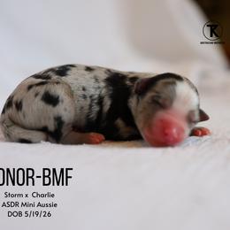 Honor- Blue Merle Female - Blue merle female Miniature Australian Shepherd puppy in Nacogdoches, Texas from TK Standard, Mini, & Toy Aussies