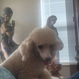 Princess 👑 - Poodle