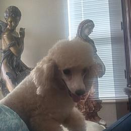 Princess 👑 - Poodle