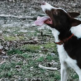 Border Collies from Silver Creek Ridge