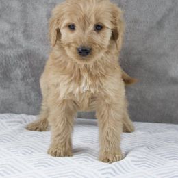 Bernedoodle and Goldendoodle Puppies from Country View Bernedoodles and Goldendoodles