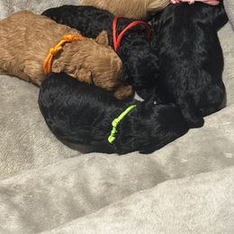 Yorkipoo Puppies from Racquel Smith
