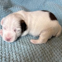 Major - Tri-color male Russell Terrier puppy in London, Kentucky from Norvell Kennels