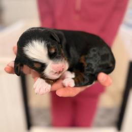 Dogwood - Tri-color male Bernedoodle puppy in Irmo, South Carolina from Palmetto Bernedoodles Boutique