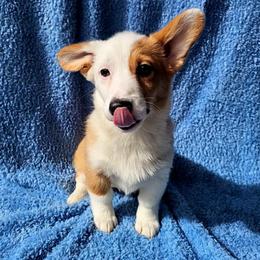 Fern - Red female Pembroke Welsh Corgi puppy in Castle Rock, Washington from Heckman Corgis
