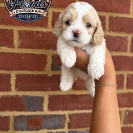 Prince - Buff and white male Cockapoo puppy in Mobile, Alabama from Ace of Spades Yorkies