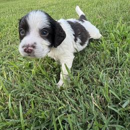 Midnight - Liver and white male English Springer Spaniel puppy in Forest, Virginia from Southern Springers