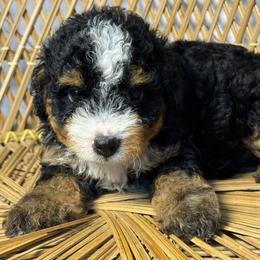 Male 4 - Tri-color male Bernedoodle puppy in Belgreen, Alabama from Scott’s Farm Poodles and Doodles