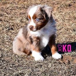 Miniature Australian Shepherd Puppies from Knockout Aussies