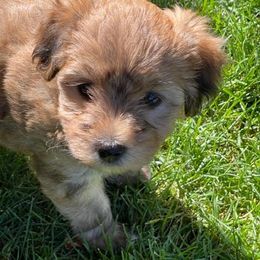 Yorkipoo and Yorkshire Terrier Puppies from Linda Sherman