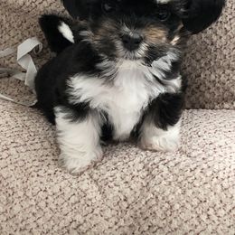 Afghan Hound and Havanese Puppies from Dragonfly Kennels