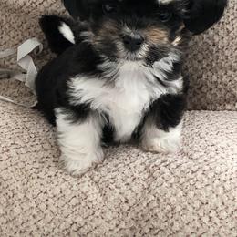 Afghan Hound and Havanese Puppies from Dragonfly Kennels