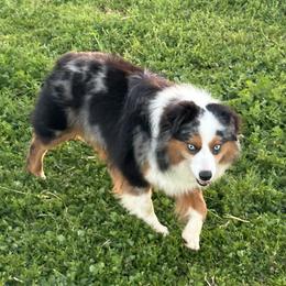 STETSON - Miniature American Shepherd