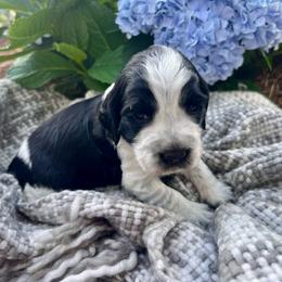 Mango - White and black female English Springer Spaniel puppy in Swainsboro, Georgia from Sweet Georgia Springers