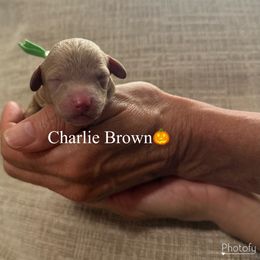 Charlie Brown - Apricot male Assorted Doodle Crosses puppy in Yuba City, California from Lucky Day Doodles