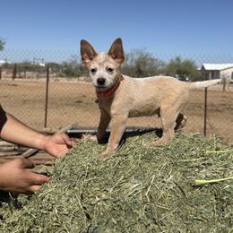 Waylon - Red speckled male Australian Cattle Dog puppy in Tucson, Arizona from Soqui Ortiz Cattle Ranch
