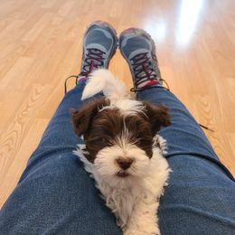 Havanese Puppies from Hillside Havanese