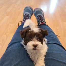 Havanese Puppies from Hillside Havanese