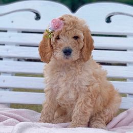 Labradoodles from Bodhs and the Beas Labradoodles