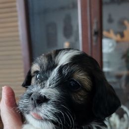 Luke - Red sable male Havanese puppy in Cleveland, Texas from 7th Heaven Havanese of Texas