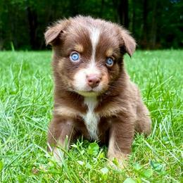 Girl 1 - Red tri female Miniature Australian Shepherd puppy in Turner, Maine from Bear Pond Aussies / Leonbergers of Maine