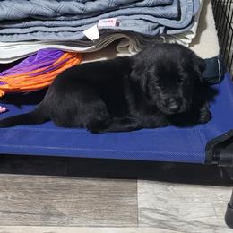 White Neck - Black male Labrador Retriever puppy in Ogden, Illinois from Hallelujah Retrievers