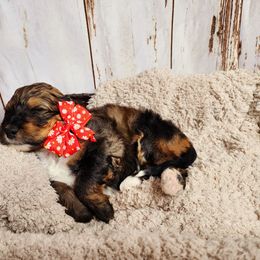 Bernedoodle Puppies from Adorable Dixie Doodles