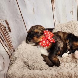 Bernedoodle Puppies from Adorable Dixie Doodles