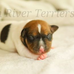 Black base sable - Red white and sable male Rat Terrier puppy in Allegan, Michigan from Gun River Terriers