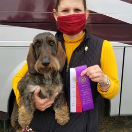 Dachshund Puppies from Willowood-Sandale Dachshunds