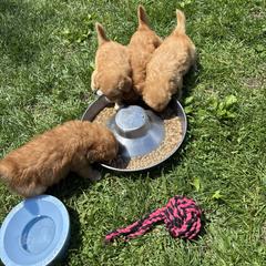 Boerboel and Nova Scotia Duck Tolling Retriever Puppies from Voyageur Kennels