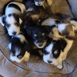 Miniature Schnauzers from Farris Schnauzer Puppies
