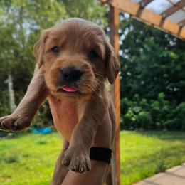 Camambert - Golden male Golden Retriever puppy in Dayton, Minnesota from Akoya Kennels