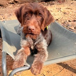 Hank - Chestnut and gray male Wirehaired Pointing Griffon puppy in Shelbyville, Texas from AndersonK9Kennels Bayou Beards