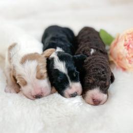 Girl 1 - Tri-color female Bernedoodle puppy in Osage City, Kansas from Golden Ridge Goldens