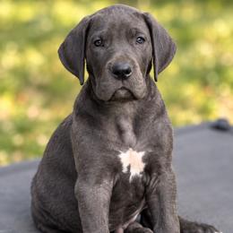 Fin - Black male Great Dane puppy in Ottumwa, Iowa from Robin's Great Danes