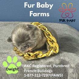 Dwight - Blue fawn male French Bulldog puppy in Michigan from Fur Baby Farms