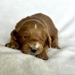Lucas - Red male Cavapoo puppy in Vineyard, Utah from Pitter Patter Puppies