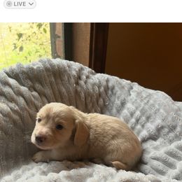 Girl 1 - Cream female Dachshund puppy in Laurel, Mississippi from BB's Dotsies