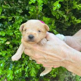 Peaches n Cream - Apricot female Schnoodle puppy in Fredericksburg, Virginia from Growing Puppies